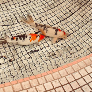 Upkeep Of The Auspicious Koi